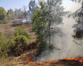 Неделю тушили болото на Полтавщине - выгорело 350 тыс. кв. м - фото