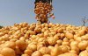 Cina kartopli obvalyt'sya do pivtory hryvni za kilohram