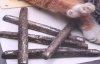 У лісі знайшли срібні гроші часів Київської Русі